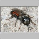 Tachysphex obscuripennis - Grabwespe w10c 9mm Sandgrube Niedringhaussee.jpg